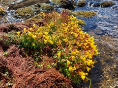 Erythranthe caespitosa