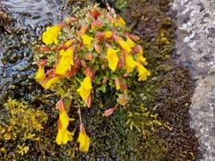 Erythranthe caespitosa