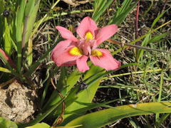 Moraea tricolor