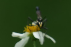 Eremnophila aureonotata