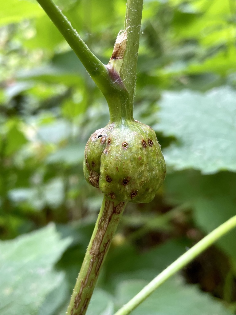 Thimbleberry Gall Wasp