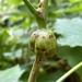 Thimbleberry Gallmaker - Photo (c) Karen Offereins, some rights reserved (CC BY), uploaded by Karen Offereins