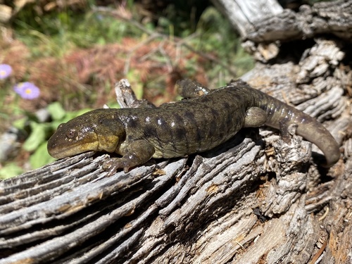 Western Tiger Salamander