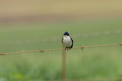 Hirundo dimidiata dimidiata