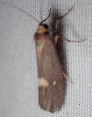 Cisthene dorsimacula