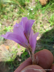 Gladiolus parvulus
