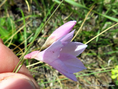 Gladiolus parvulus