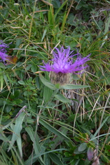 Centaurea nervosa