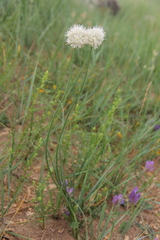 Allium leucocephalum