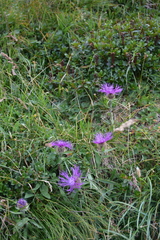 Centaurea nervosa