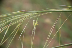 Stipa krylovii