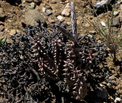 Quaqua mammillaris