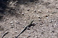 Aspidoscelis uniparens