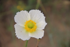Papaver rubro-aurantiacum