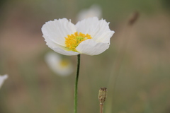 Papaver rubro-aurantiacum