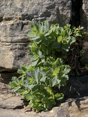 Senecio nigrescens