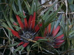 Fascicularia bicolor