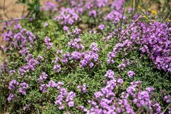 Thymus dahuricus