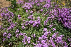 Thymus dahuricus