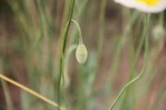 Papaver rubro-aurantiacum