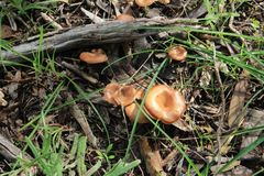 Singerocybe