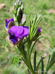 Polygala gracilenta