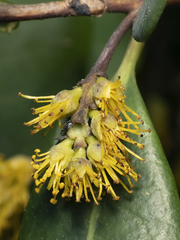 Azara integrifolia