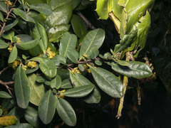 Azara integrifolia