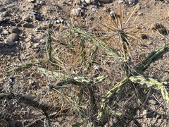Cylindropuntia molesta