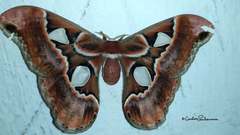 Rothschildia cinctus