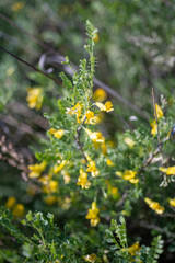 Caragana buriatica