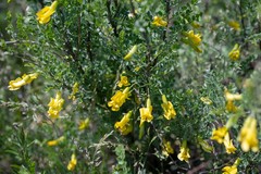 Caragana buriatica