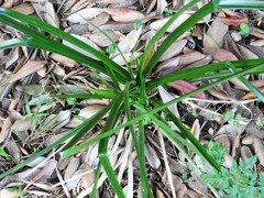Cyperus solidus