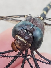Macromia taeniolata