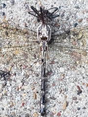 Macromia taeniolata