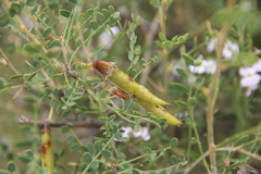 Caragana microphylla