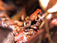 Andean Poison Frog photo 3