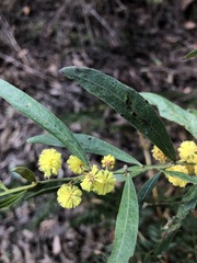 Acacia leprosa