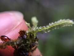 Lepidoziaceae