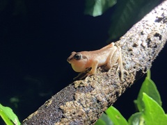 Raorchestes luteolus
