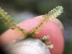 Lepidoziaceae