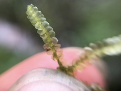 Lepidoziaceae