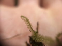 Lepidoziaceae