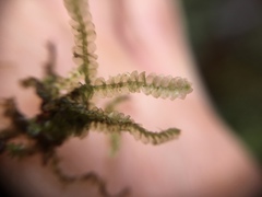 Lepidoziaceae
