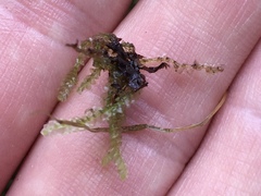 Lepidoziaceae