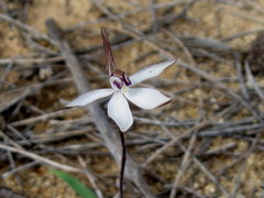 Caladenia saccharata