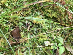Lepidoziaceae