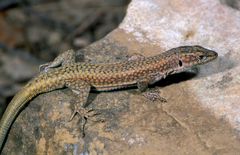 Scelarcis perspicillata