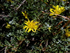 Oedera humilis