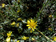Oedera humilis